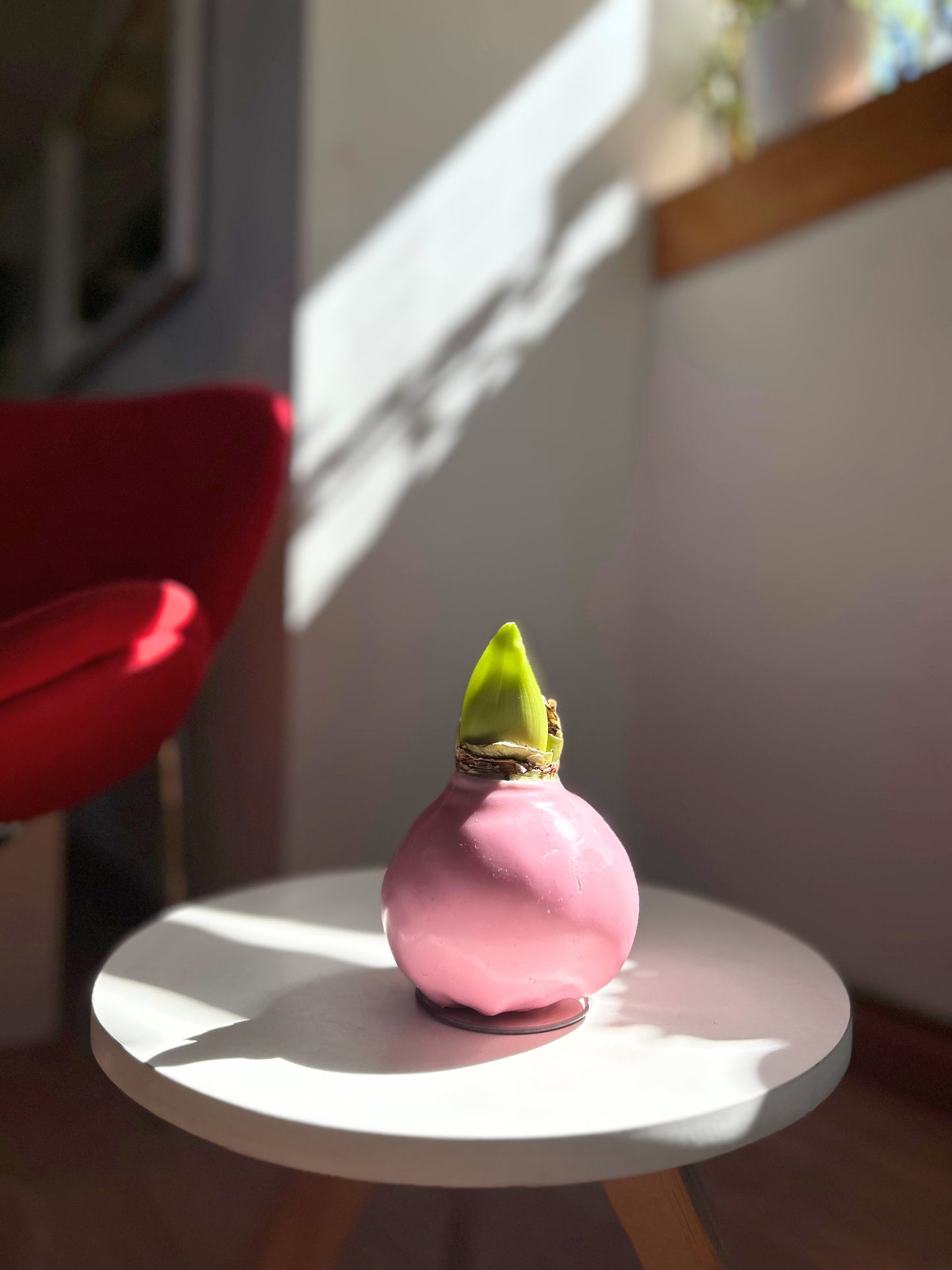 Amaryllis Wax rosada, flor natural blanca y rosada sin maceta, recubierta de cera decorativa navideña, sin riego.