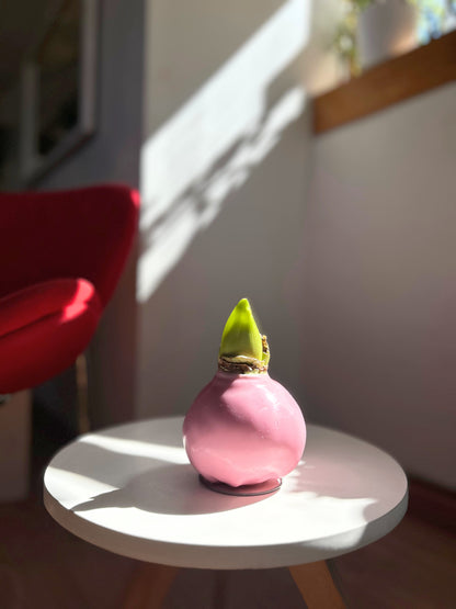 Amaryllis Wax rosada, flor natural blanca y rosada sin maceta, recubierta de cera decorativa navideña, sin riego.