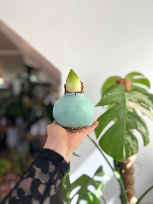 Amaryllis Wax celeste, flor natural blanca y rosada sin maceta, recubierta de cera decorativa navideña. Sin riego.