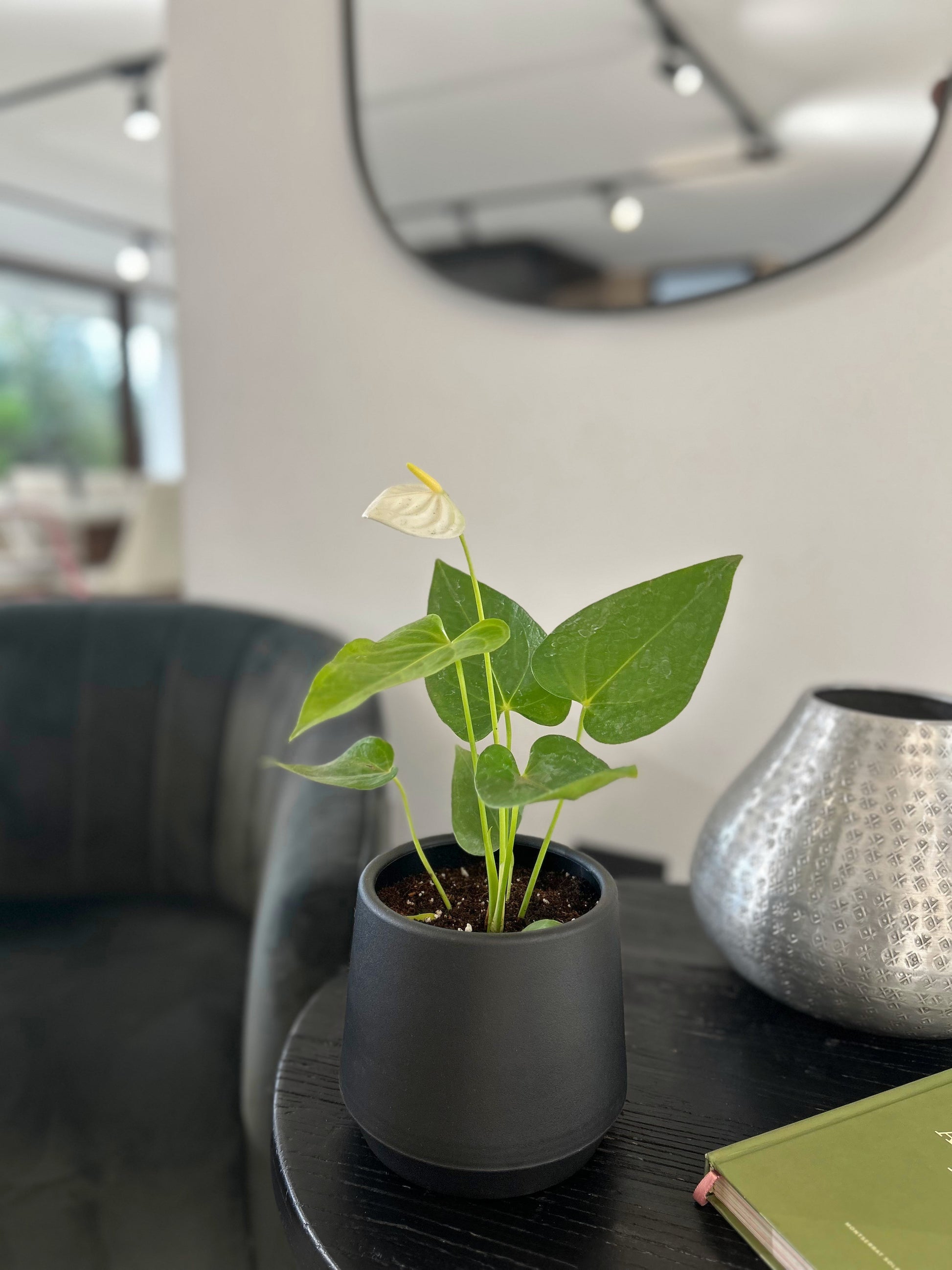 Anturio Blanco en macetero decorativo planta de interior