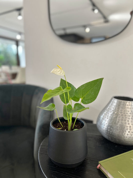 Anturio Blanco en macetero decorativo planta de interior