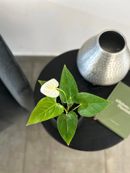 Anturio Blanco en macetero decorativo planta de interior