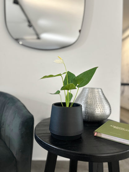 Anturio Blanco en macetero decorativo planta de interior