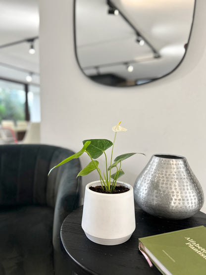 Anturio Blanco en macetero decorativo planta de interior