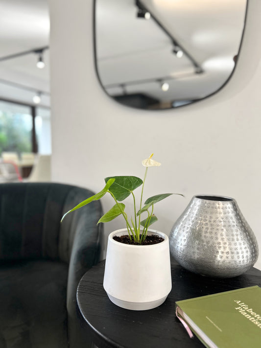 Anturio Blanco en macetero decorativo planta de interior