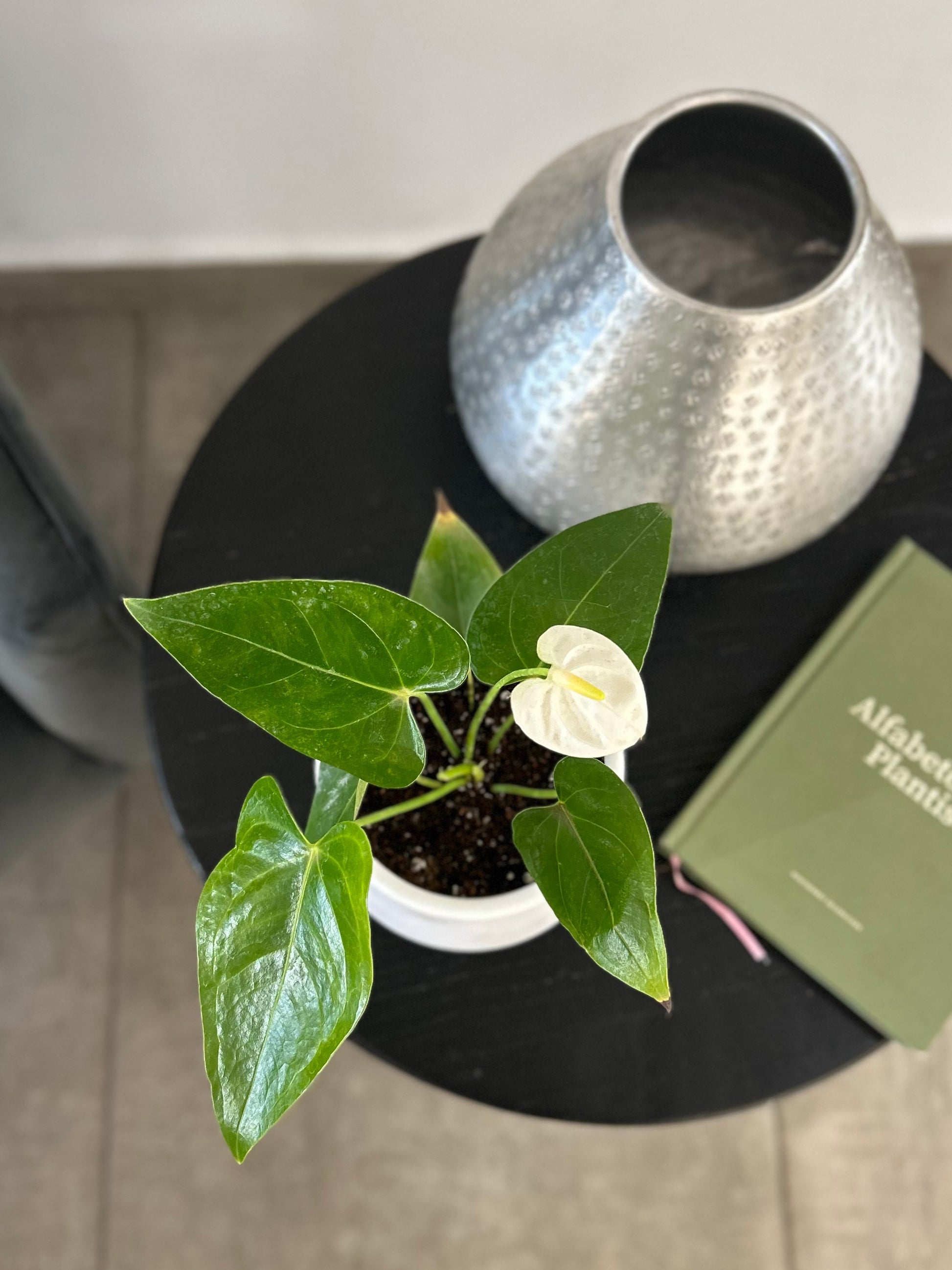 anthurium enano blanco Anthurium Andreanum Blanco en macetero blanco – Florantinas