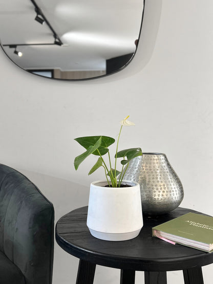 Anturio Blanco en macetero decorativo planta de interior