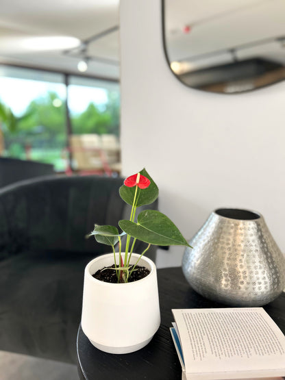 Anturio rojo en macetero decorativo planta de interior