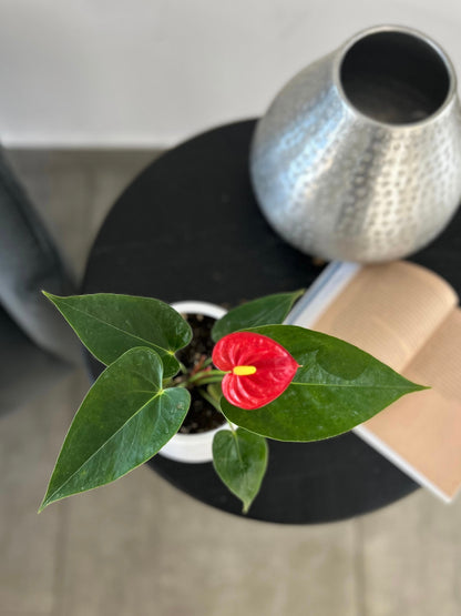 Anturio rojo en macetero decorativo planta de interior