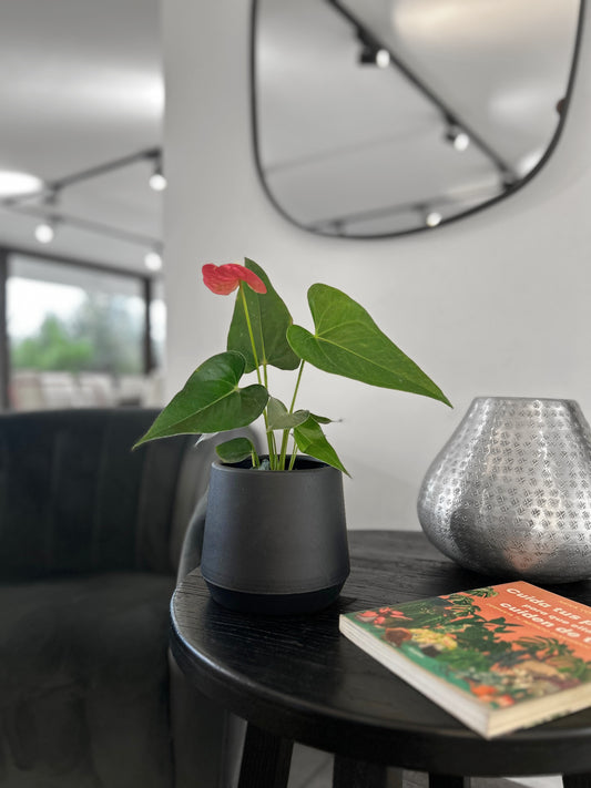 Anturio rosado en macetero decorativo planta de interior