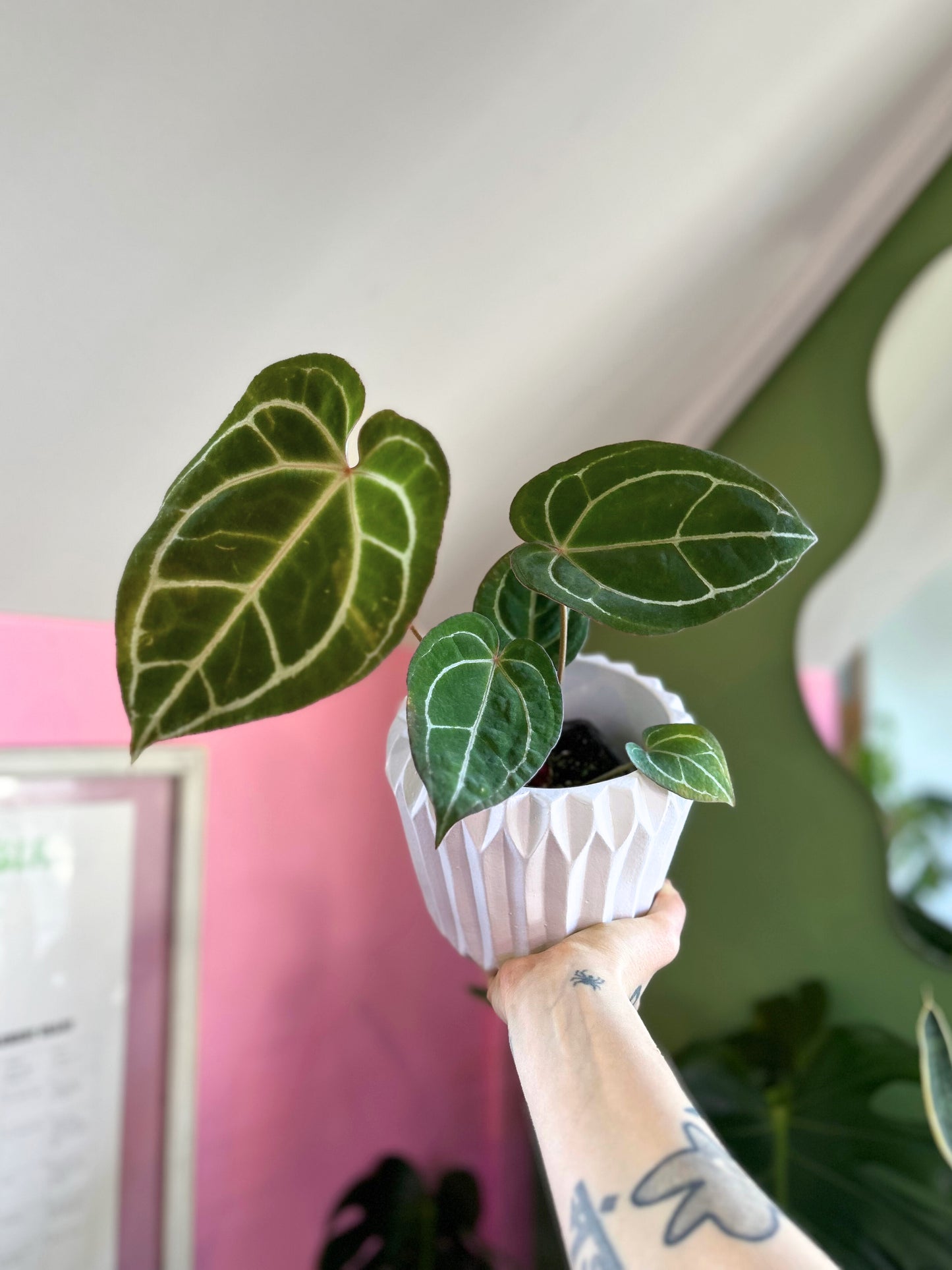 Anthurium crystallinum planta tropical de hojas aterciopeladas en forma de corazón con venas plateadas, en macetero de interior
