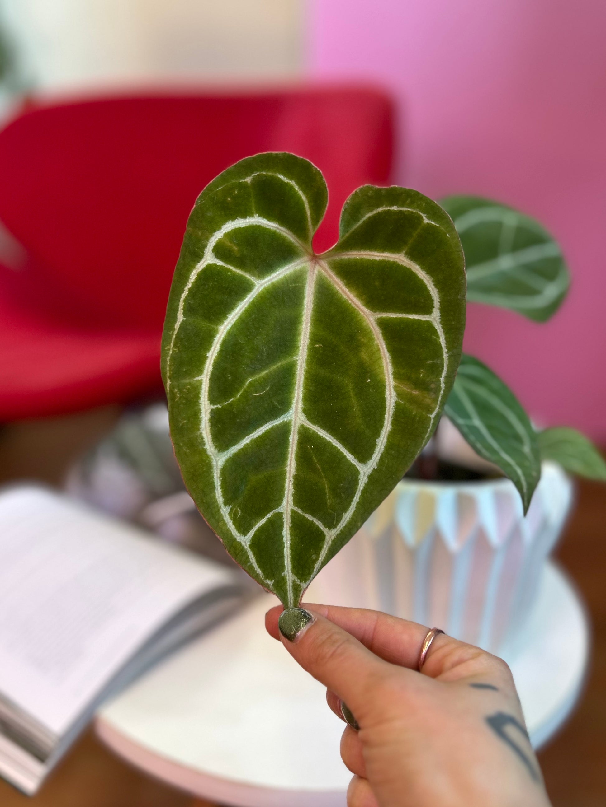 Anthurium crystallinum planta tropical de hojas aterciopeladas en forma de corazón con venas plateadas, en macetero de interior