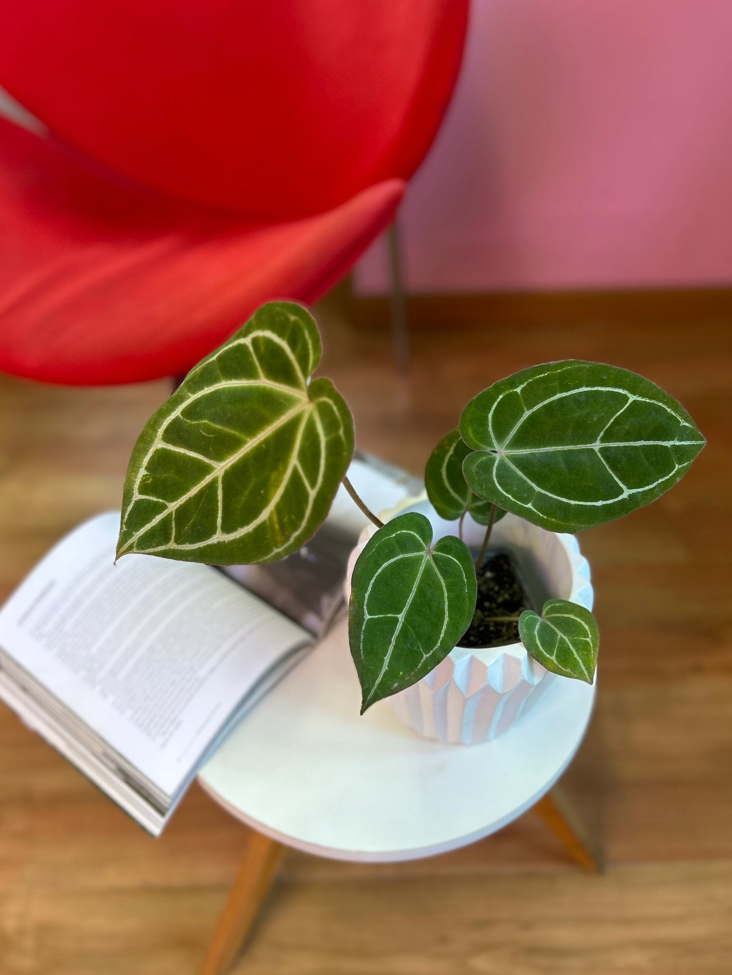 Anthurium crystallinum planta tropical de hojas aterciopeladas en forma de corazón con venas plateadas, en macetero de interior
