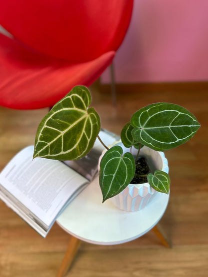 Anthurium crystallinum planta tropical de hojas aterciopeladas en forma de corazón con venas plateadas, en macetero de interior