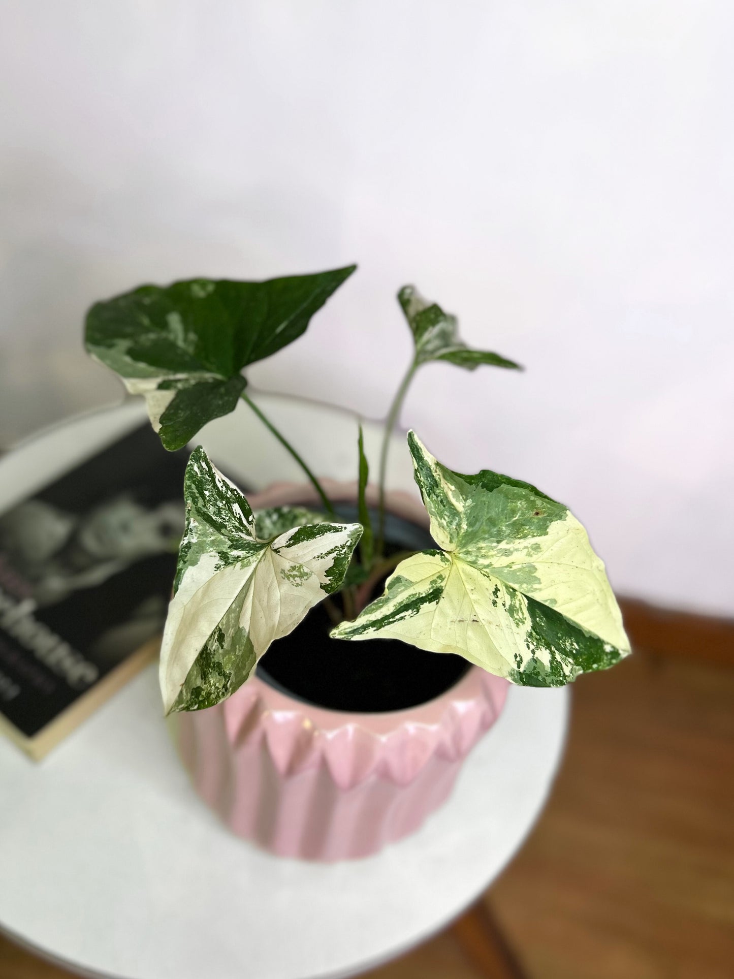 Singonio Variegado