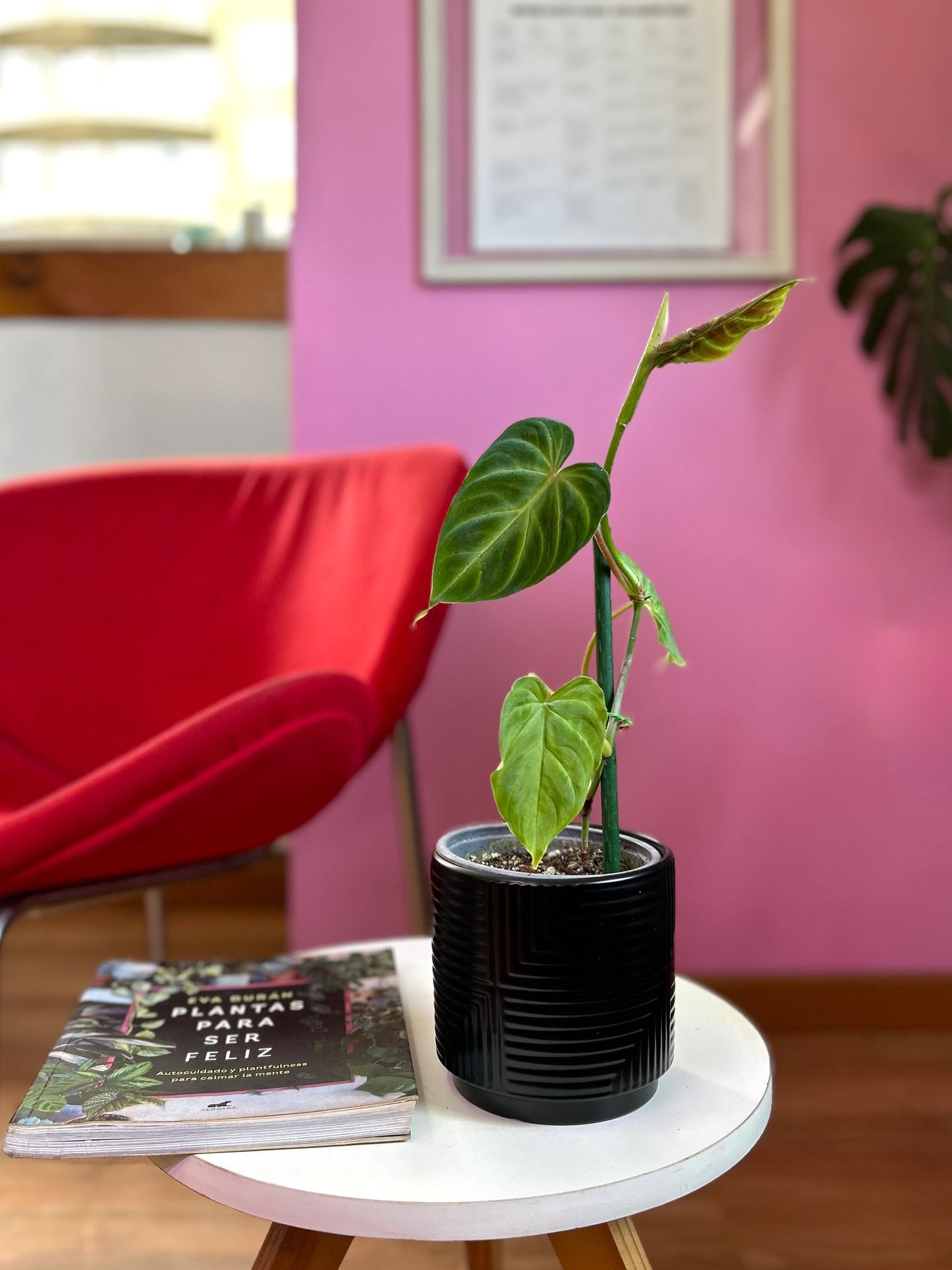 Filodendro Verrucosum