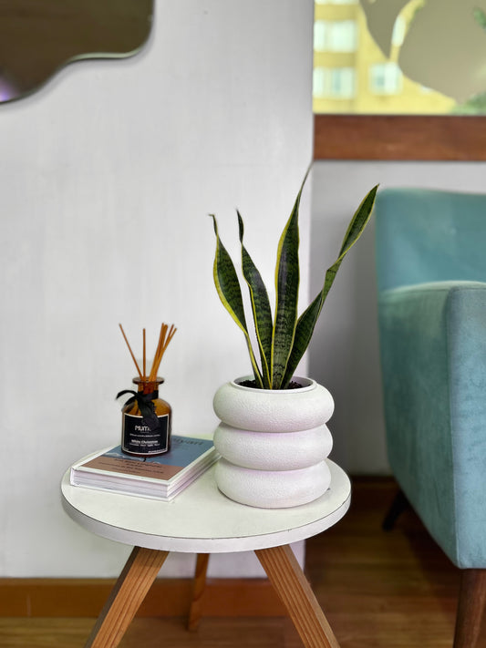 Sansevieria Trifasciata Laurentii
