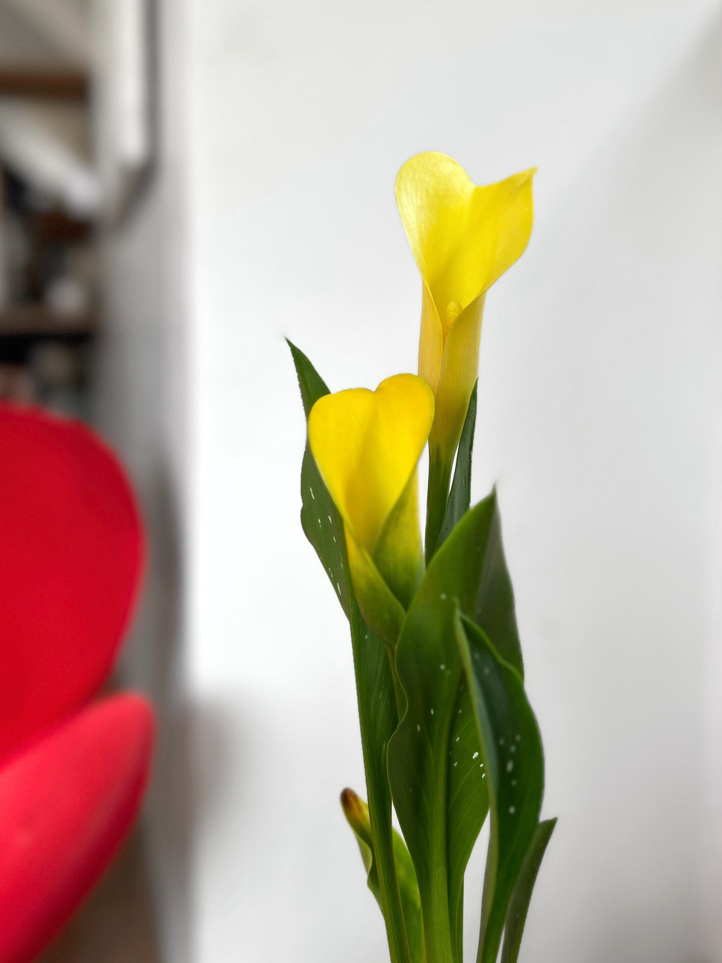 Cala en macetero para interior, planta natural decorativa ideal para regalo o decoración del hogar