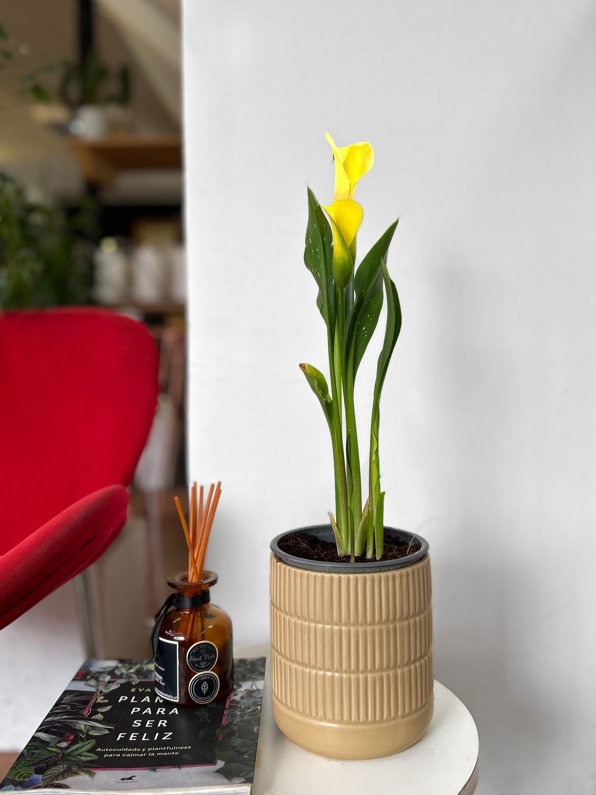 Cala en macetero para interior, planta natural decorativa ideal para regalo o decoración del hogar