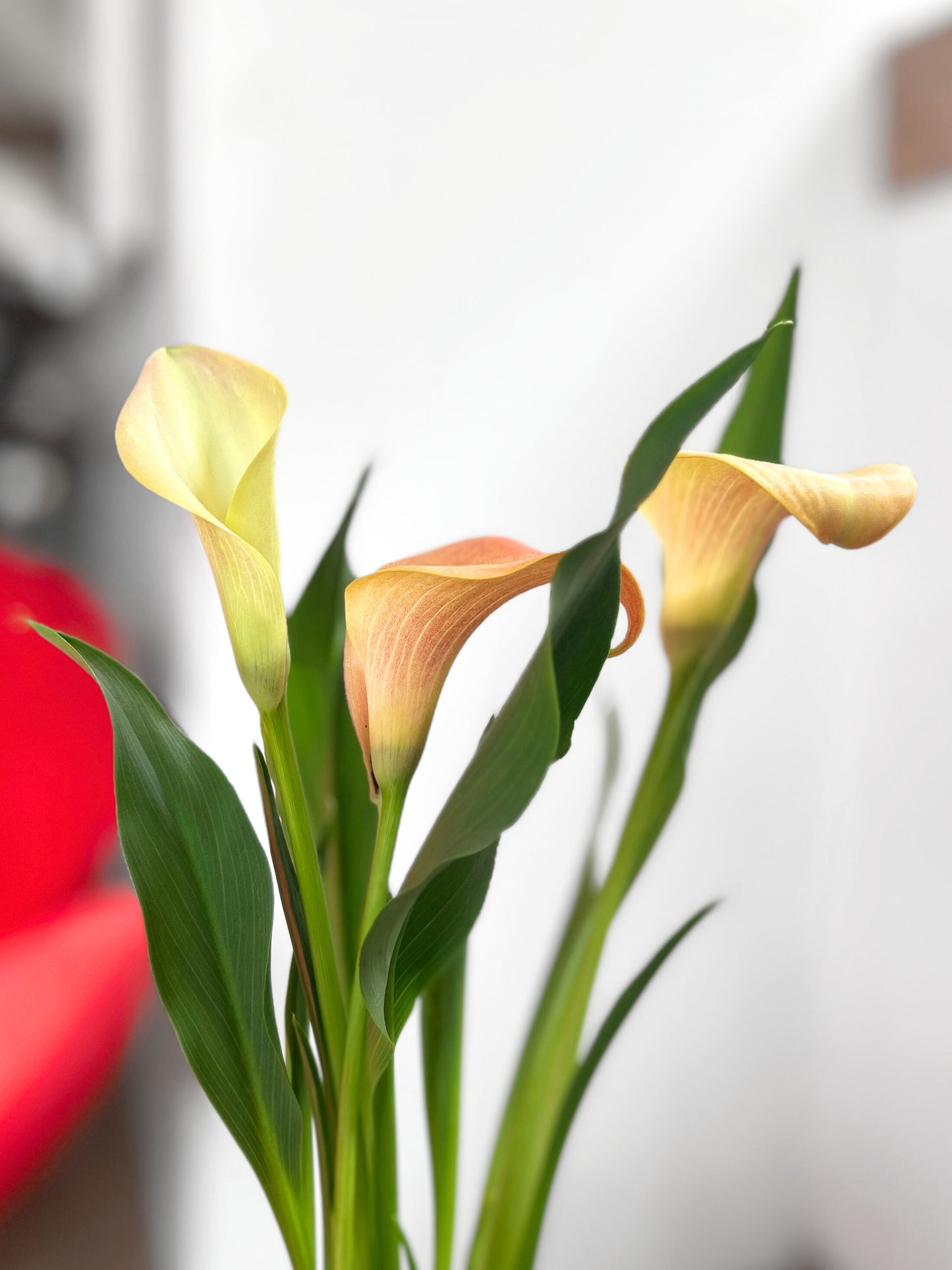 Cala flor color damasco interior y exterior