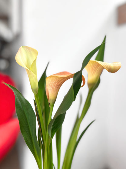 Cala flor color damasco interior y exterior