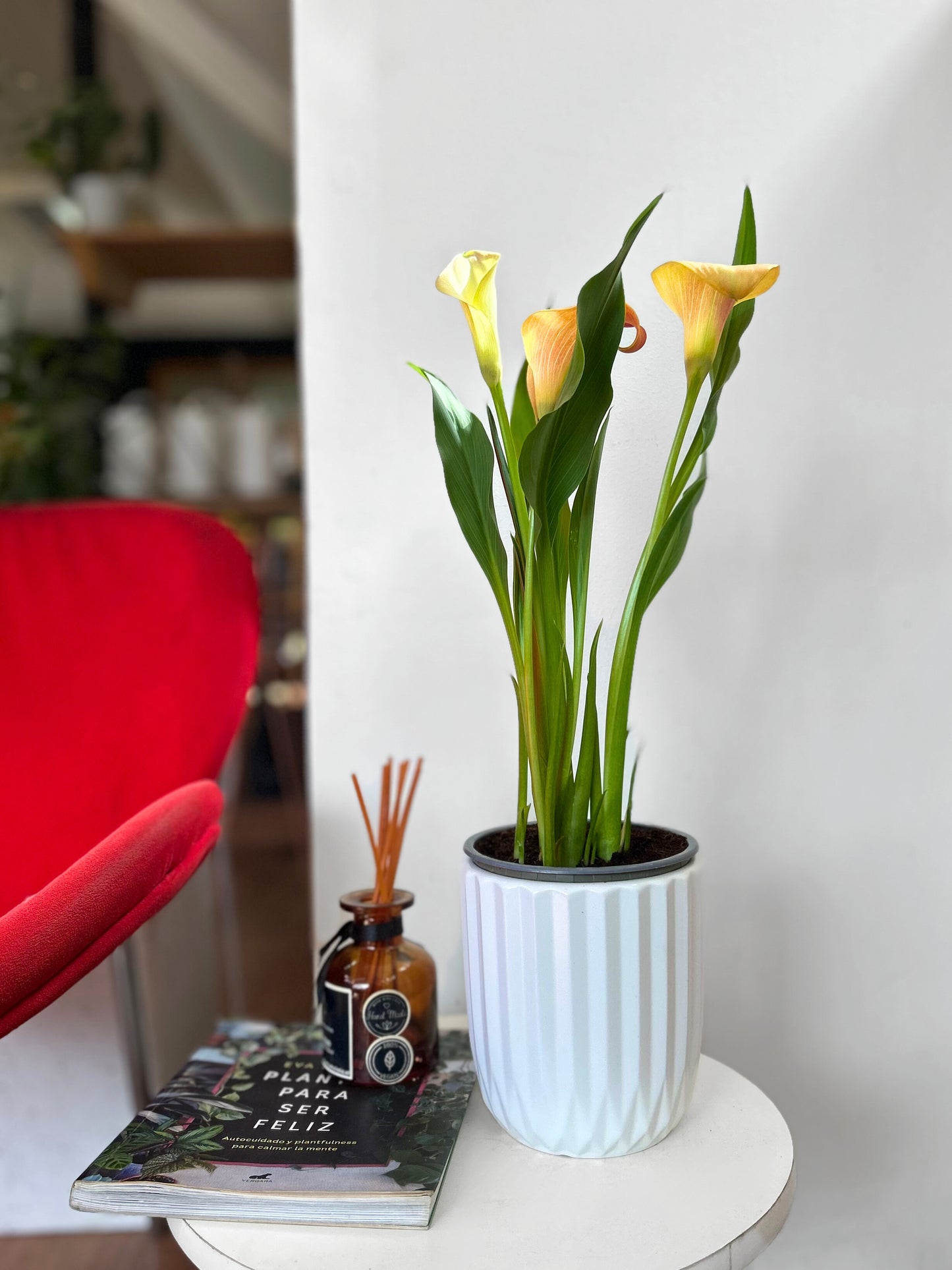 Cala flor color damasco amarillo interior y exterior 