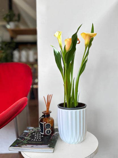 Cala flor color damasco amarillo interior y exterior 