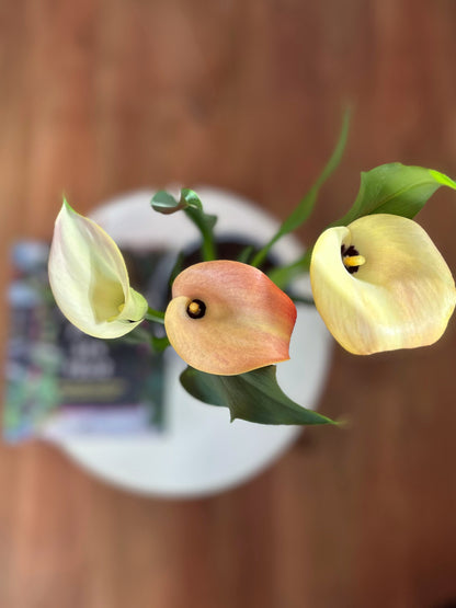 Cala color amarilla damasco interior y exterior