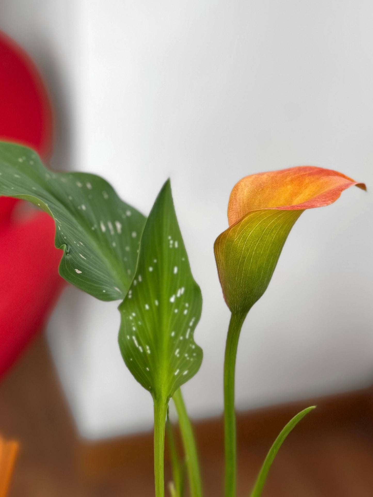 Cala en macetero para interior, planta natural decorativa ideal para regalo o decoración del hogar