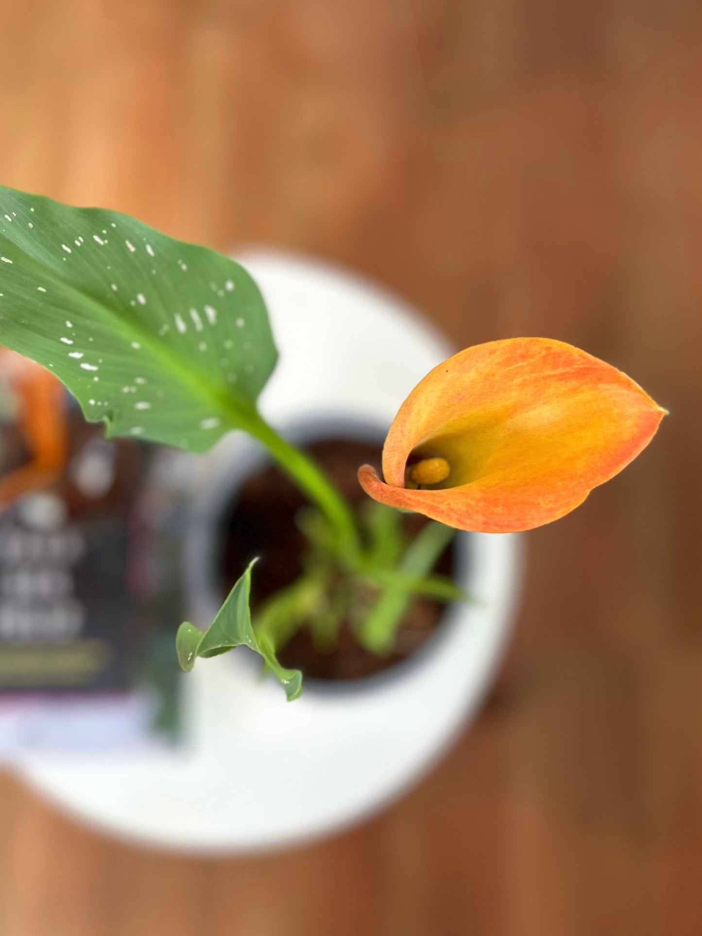 Cala en macetero para interior, planta natural decorativa ideal para regalo o decoración del hogar