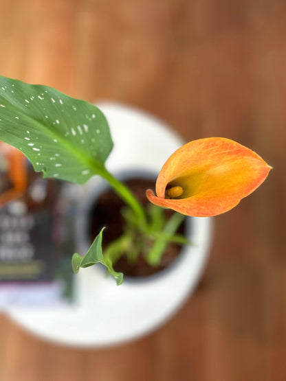 Cala en macetero para interior, planta natural decorativa ideal para regalo o decoración del hogar