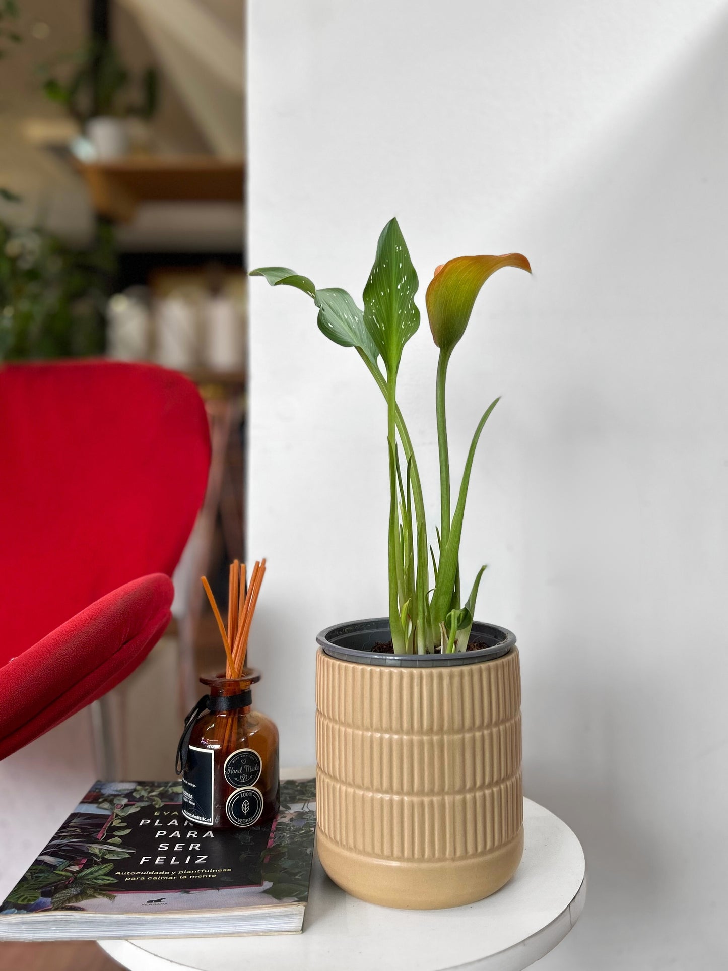 Cala en macetero para interior, planta natural decorativa ideal para regalo o decoración del hogar