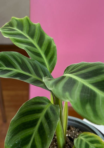 Calathea zebrina planta tropical con hojas grandes y rayas en tonos verdes tipo cebra, ideal para interiores con poca luz