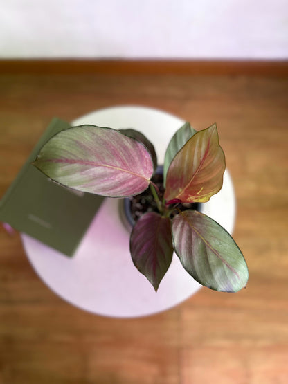 Calathea picturata Silver Plate planta de interior tropical con hojas ovaladas verde oscuro y centro plateado brillante, reverso púrpura