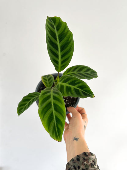 Calathea zebrina planta tropical con hojas grandes y rayas en tonos verdes tipo cebra, ideal para interiores con poca luz