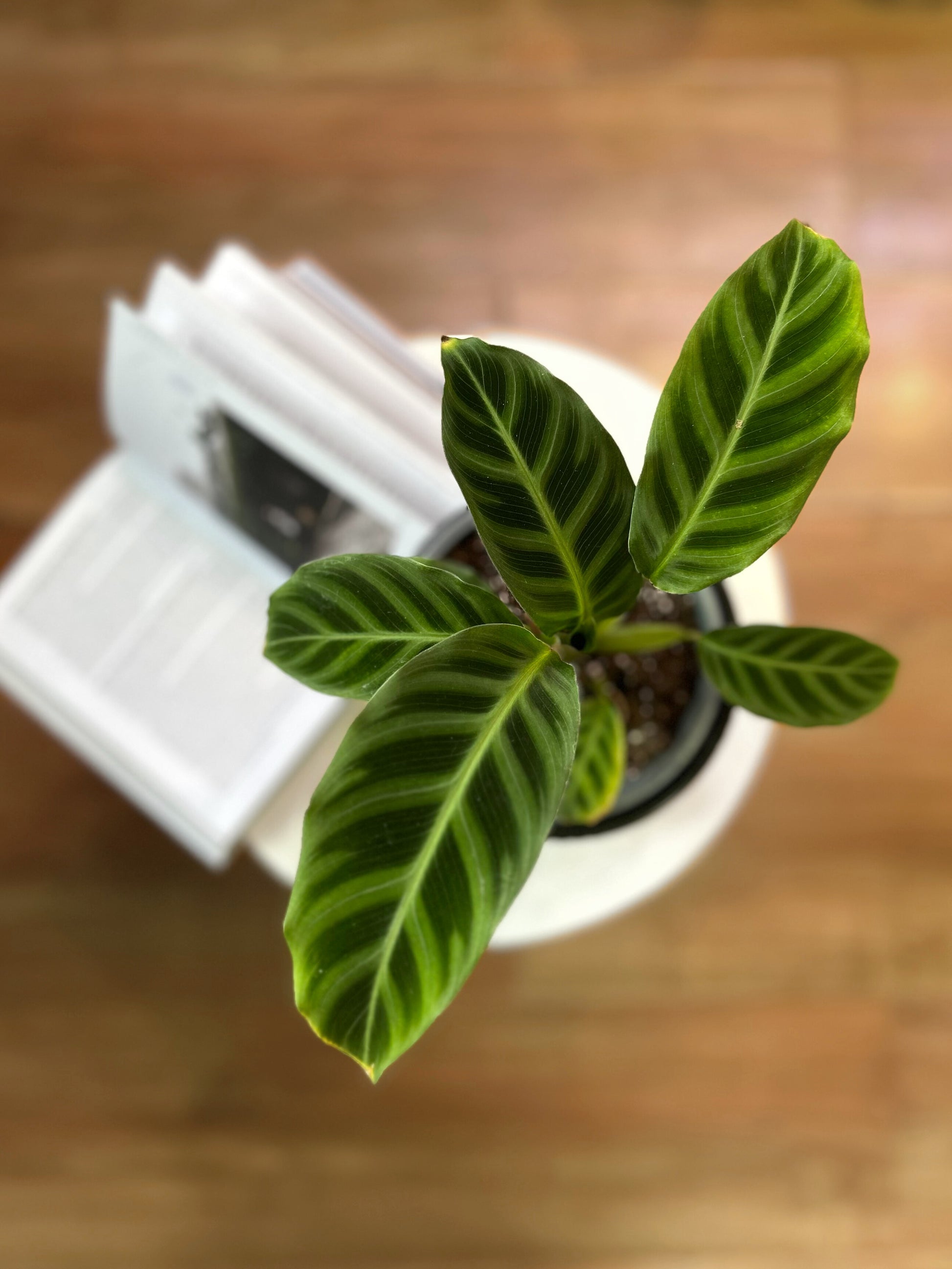 Calathea zebrina planta tropical con hojas grandes y rayas en tonos verdes tipo cebra, ideal para interiores con poca luz