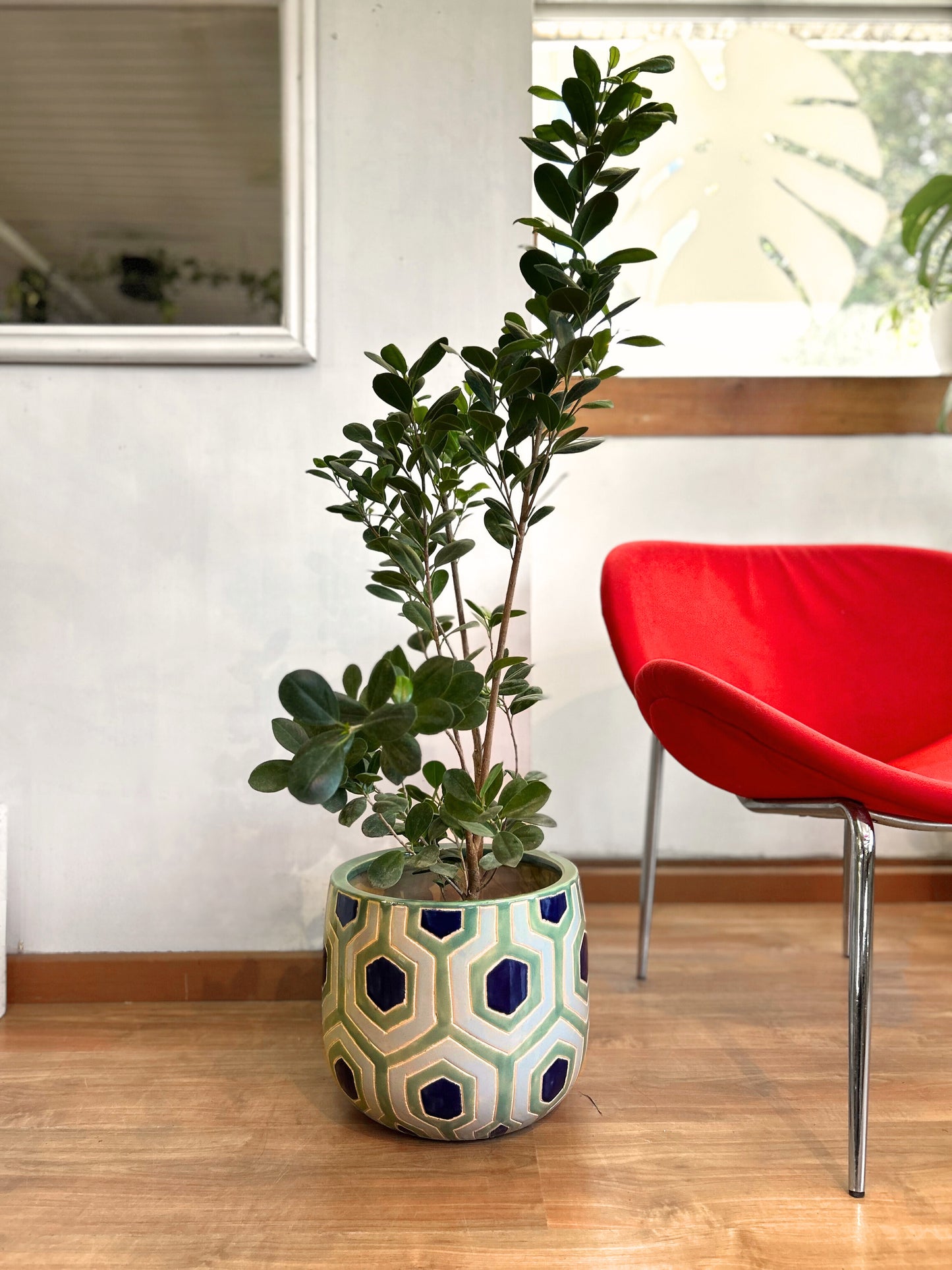 Maceta ceramica plantas