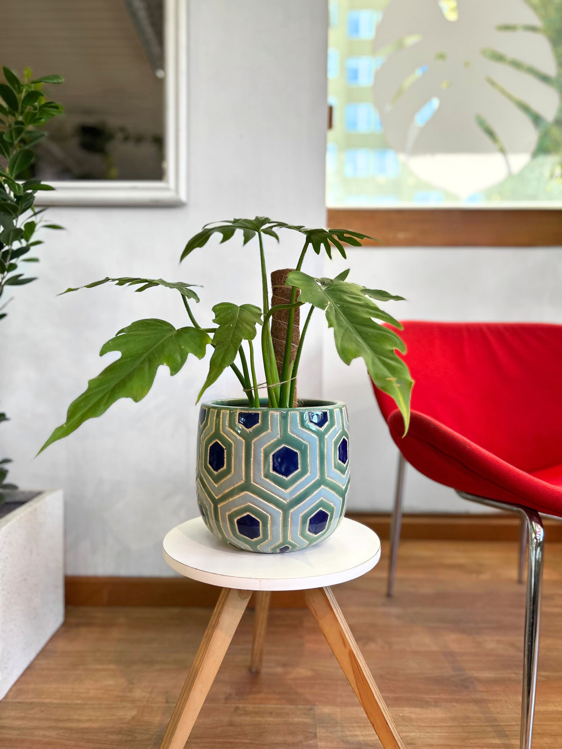 Maceta ceramica plantas