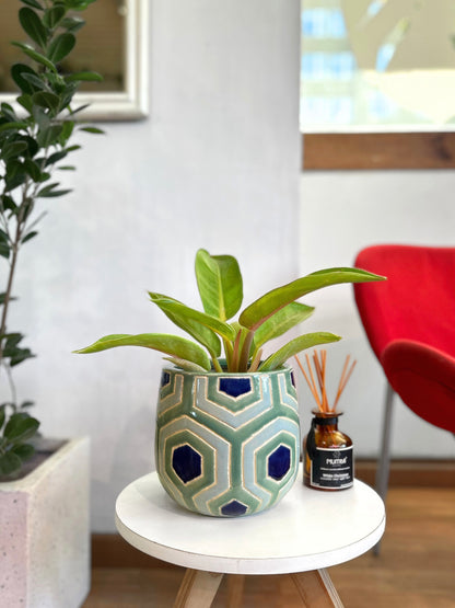 Maceta ceramica plantas