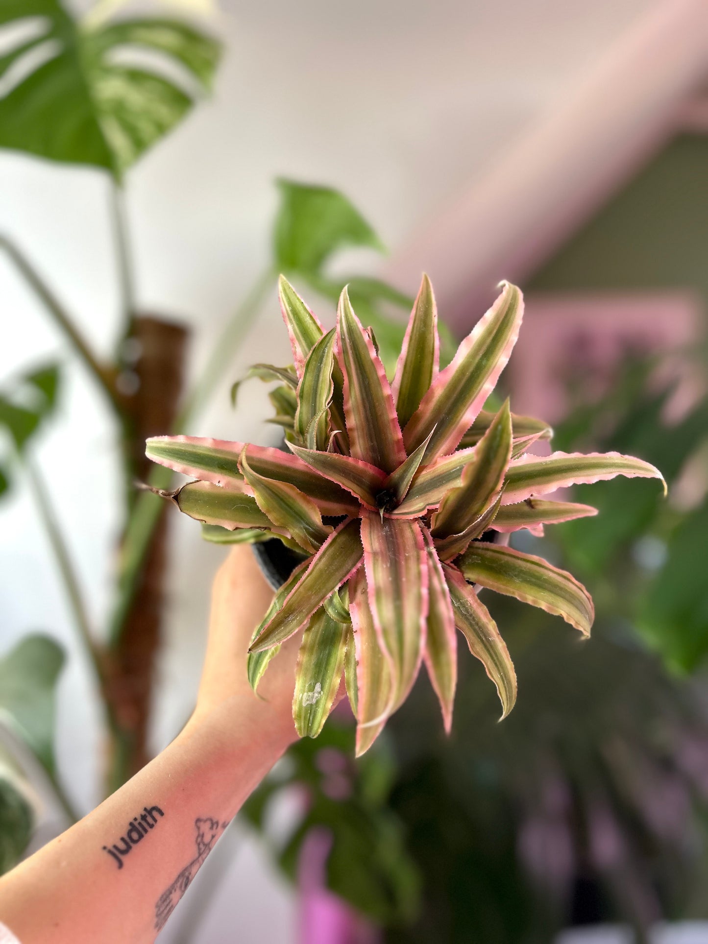 Cryptanthus Pink planta bromelia compacta con hojas rosadas y verdes en roseta, ideal para interiores y decoración de mesas