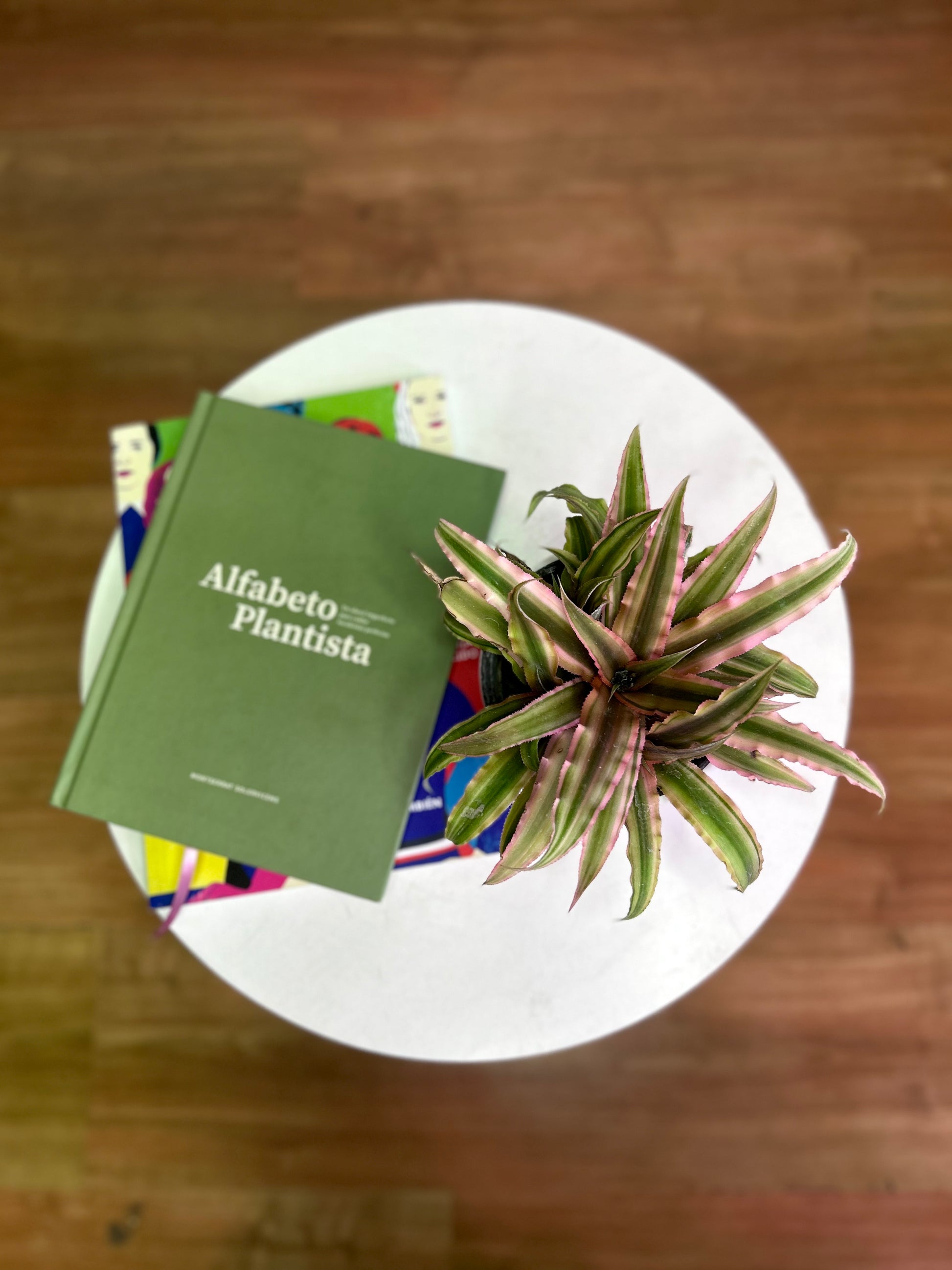 Cryptanthus Pink planta bromelia compacta con hojas rosadas y verdes en roseta, ideal para interiores y decoración de mesas