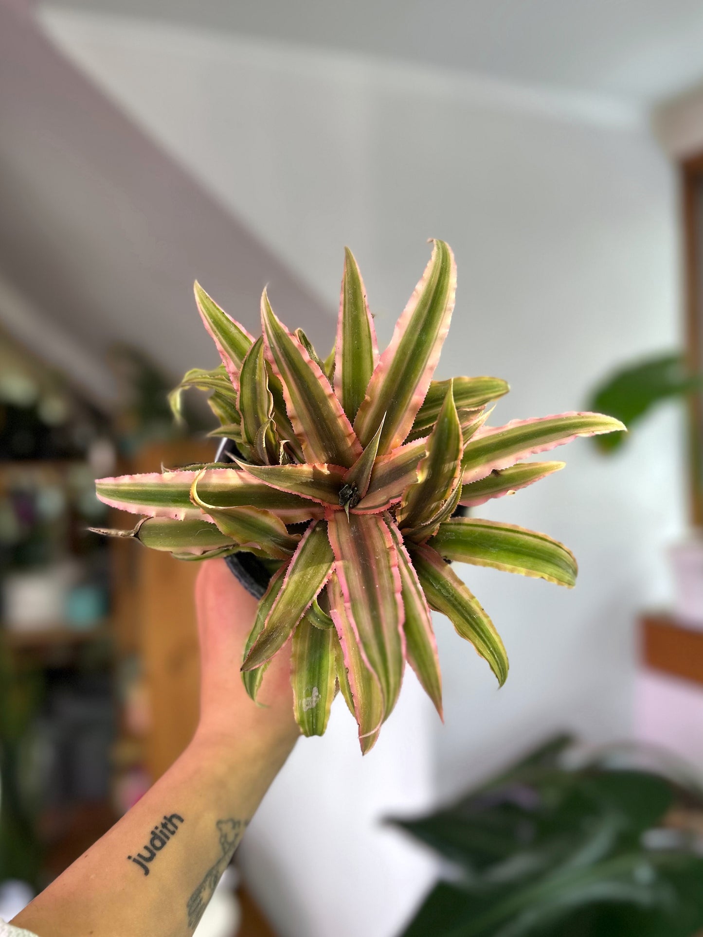 Cryptanthus Pink planta bromelia compacta con hojas rosadas y verdes en roseta, ideal para interiores y decoración de mesas