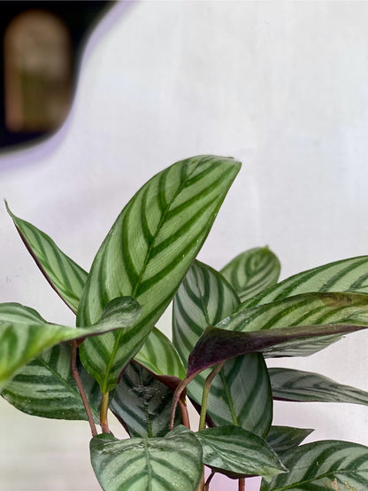 Planta interior tropical maranta setosa