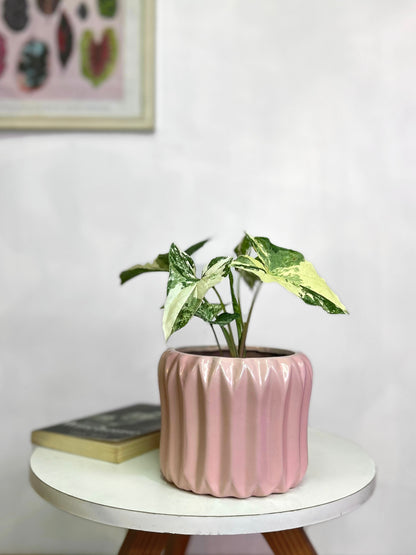 Singonio Variegado