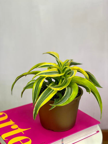 Dracaena Lemon Helicoidal
