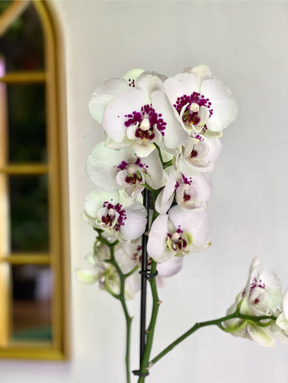 Orquídea Grande Crema Mora