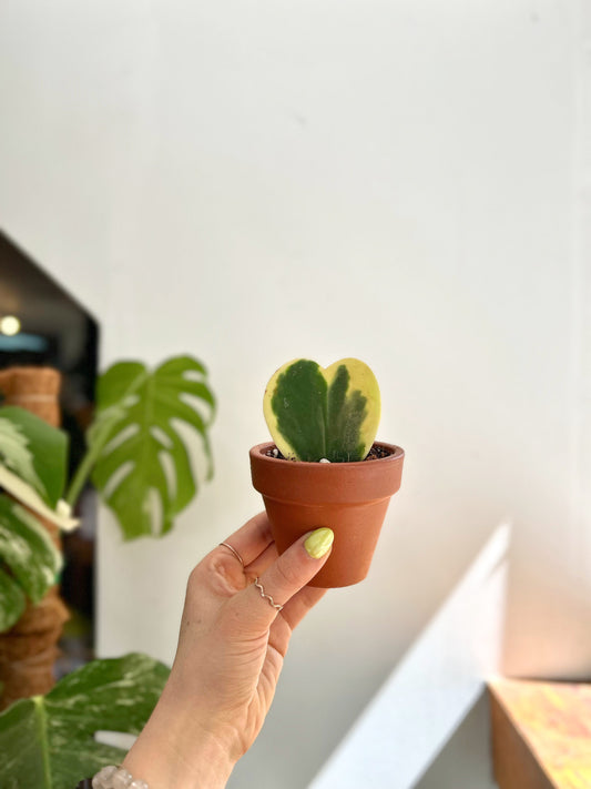 Hoya Kerrii Variegada XS