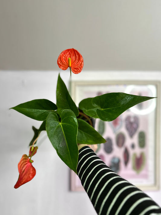 Anthurium Andreanum Coral