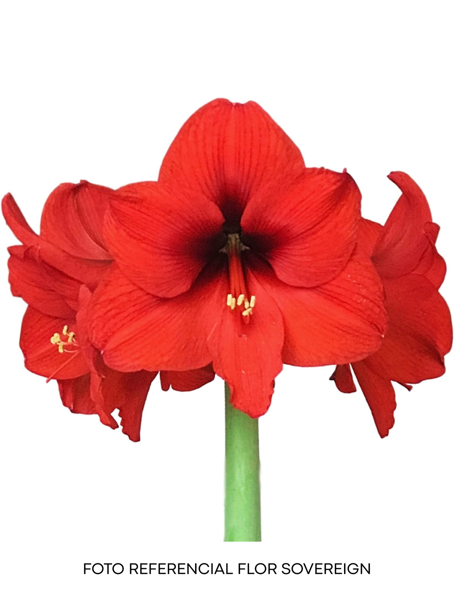 Amaryllis Wax Souvering - cera dorada
