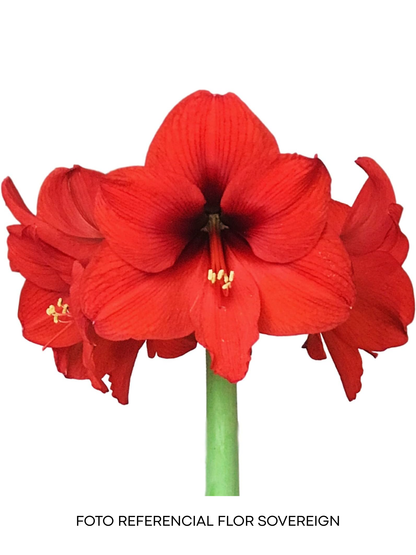 Amaryllis Wax Souvering - cera dorada